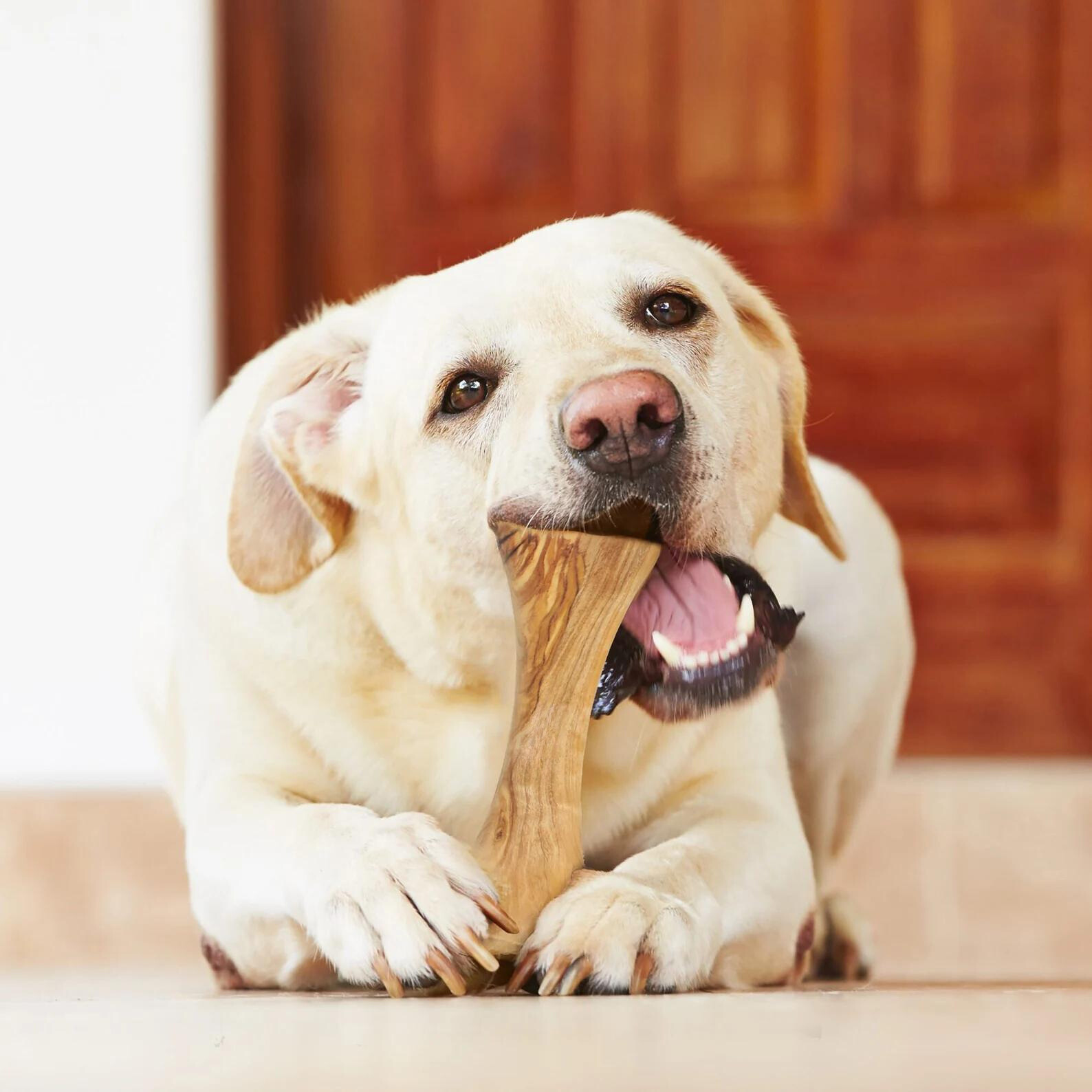 Natürlicher Hundeknochen aus Olivenholz, langlebiges Kauspielzeug für Hunde